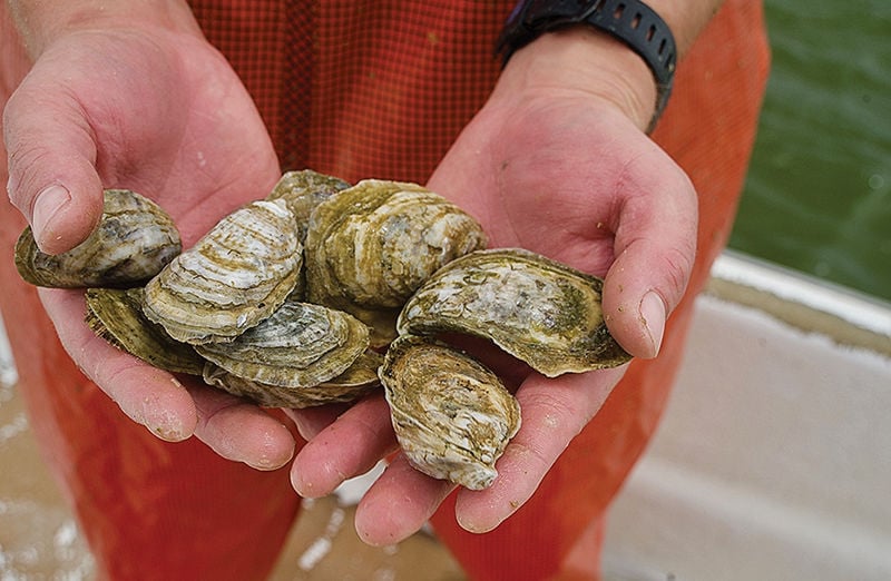 Oysters in hands
